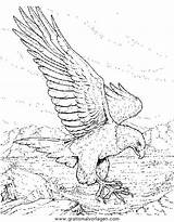 Adler Aquila Aquile Ausmalbild Aguilas Malvorlage Animales Gratismalvorlagen Malvorlagen Eagles Paginas Soaring sketch template