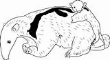Anteater Printable Coloringpages101 Designlooter sketch template
