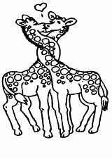 Giraffes Coloring Pages sketch template