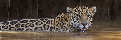 visit the pantanal on a trip to brazil audley travel