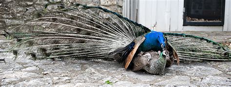 Judge Said Peacocks Never Have Sex And Mate Through Tears But Here’s How