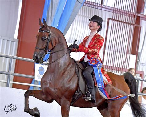 champions crowned   national show horse finals  equestrian