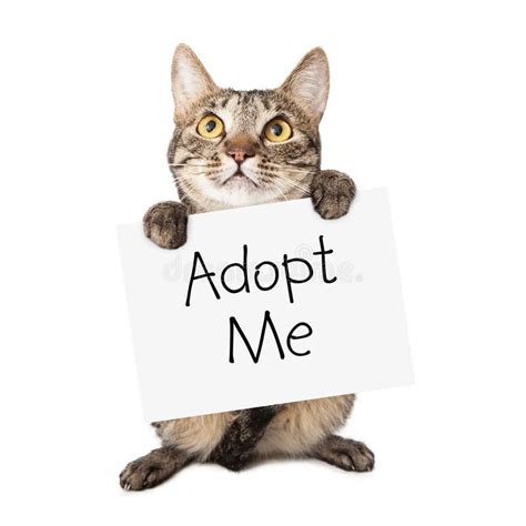 cat carrying adopt  sign royalty  stock photo image