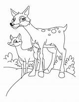 Coloring Fawn Deer Pages Line Library Popular sketch template