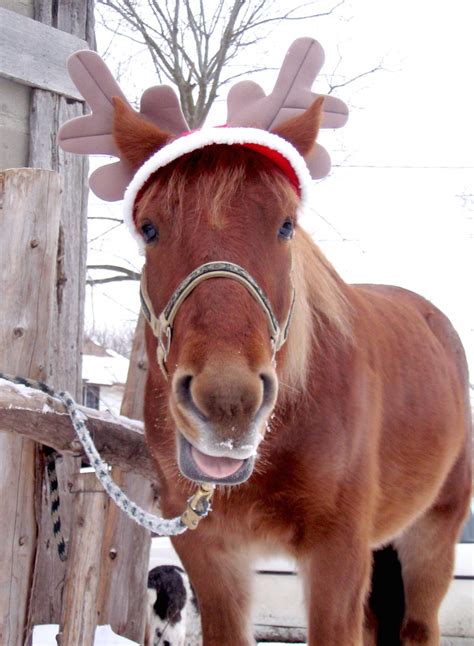 christmas horse   photo  freeimages