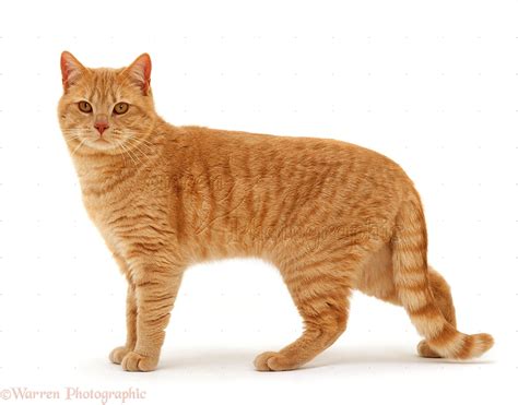 ginger cat standing photo wp