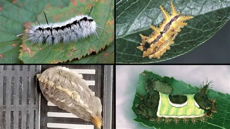 stinging caterpillar season starts in texas