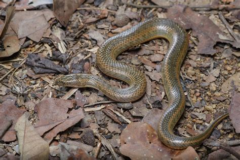 ular asli indonesia ular air pelangi enhydris enhydris