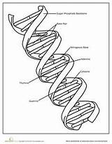 Dna Worksheets Coloring Genetics Fun Worksheeto 7th Via sketch template