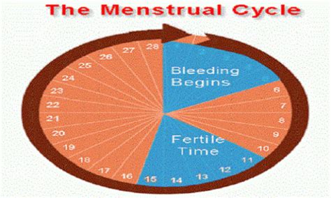 how long after period ends do you ovulate iammrfoster