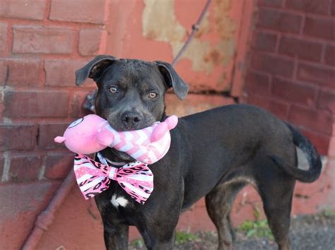 Molly A1070444