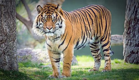mengenal dua jenis harimau asli indonesia   punah madrasah