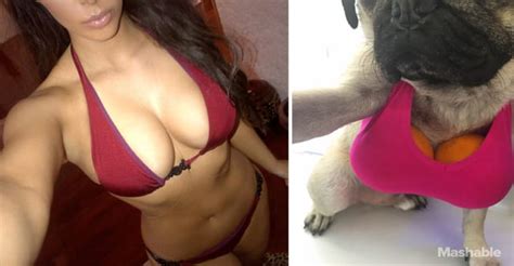 Kim Kardashian Vs Doug The Pug Who Poses Better The