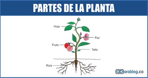 Partes De La Planta Interactive Worksheet Partes De L