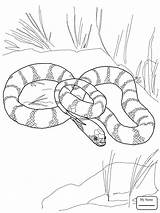 Python Coloring Pages Snake Burmese Getdrawings Drawing Wonderful Fresh Print Birijus sketch template