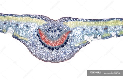 transverse section   leaf showing foveate stomata light areas