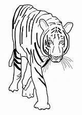 Tiger Coloring Pages Clipart Cliparts Animal Drawing Eye Usher Church Print Color Animals Clip Library Edupics Large sketch template