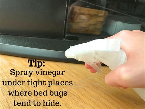 How To Make A Homemade Bed Bug Killer Spray With Vinegar Dengarden