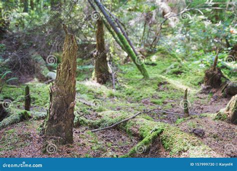 view   forest floor   temperate rainforest stock photo image