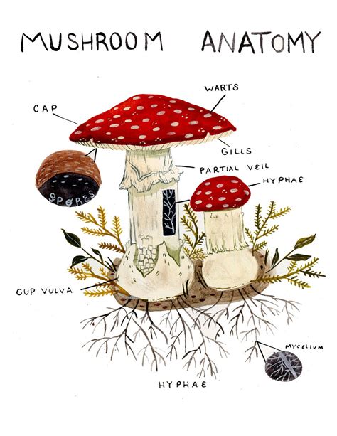 mushroom anatomy print etsy