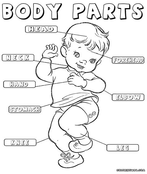body parts coloring pages  toddlers
