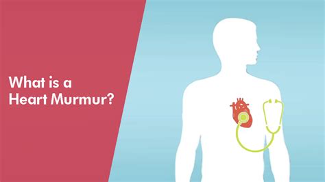 what is a heart murmur german heart centre
