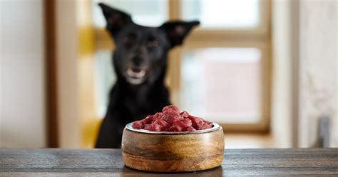 dogs   eat raw meat
