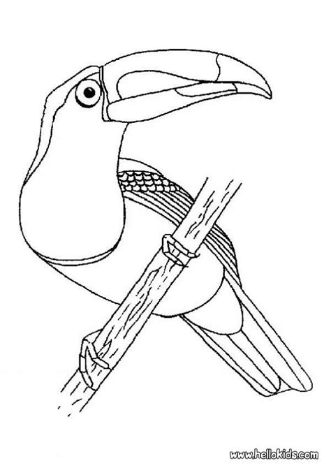 bird nest coloring page coloring home
