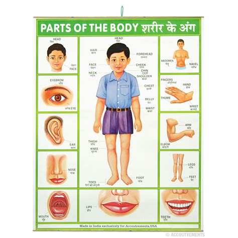 parts   body poster accoutrements archie mcphee wholesale