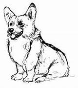 Corgi Dog Corgis Coloringpages sketch template