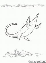 Coloring Elasmosaurus Plesiosaur Ichthyosaur Pages sketch template