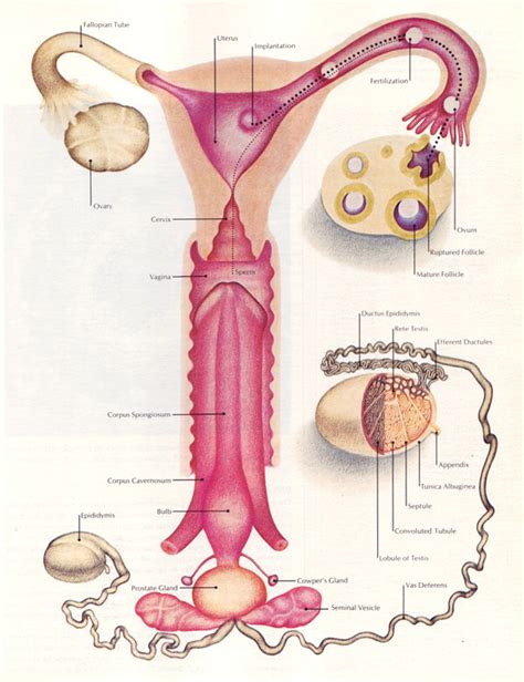 👍 ovulation conception and implantation from ovulation to conception