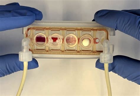 plug  play human organ   chip   customized   patient