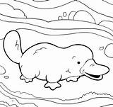 Platypus Coloring Pages Cute Printable Color Supercoloring Perry Baby Template Easy Crafts Colouring Select Category Getcolorings Pinu Zdroj sketch template