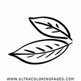 Hoja Hojas Colorir Folha Dibujar Louro Laureles Ultracoloringpages sketch template