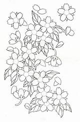Outline Blossoms Flores Japonesas Outlines Getdrawings Japanische Flash Japanse Wan Cerezo Bloemen Kirschblüten Tatoeage sketch template