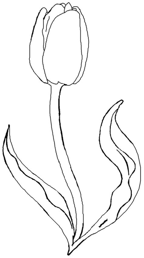 tulip flower coloring pages  printable tulip coloring flower