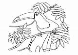 Toucan Coloringtop Coloringbay Adults sketch template