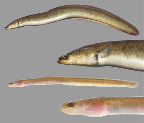 american eel discover fishes