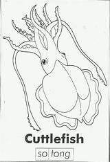 Cuttlefish Mira Cikgu sketch template
