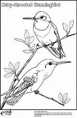 Coloring Hummingbird Hummingbirds Teamcolors Flowers sketch template