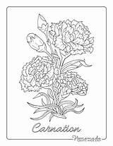 Carnation Botanical Adults Carnations sketch template