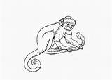 Coloring Pages Monkey Spider Monkeys 57kb 1024 sketch template