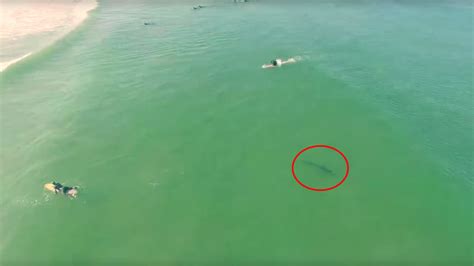 video drone captures footage  shark swimming  surfers abc raleigh durham