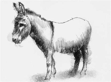 artist sean briggs producing  sketch  day donkey art donkey