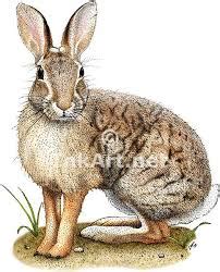 color drawing cottontail google search rabbit head rabbit art hare