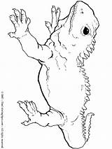 Tuatara Coloring Pages Colouring Hunting Dog Nz Reptiles Animals Printable Zealand Native Color Print Kids Animal Island North Dogs Getdrawings sketch template