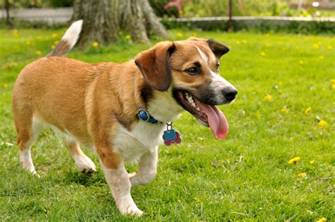 beagi corgi beagle mix info temperament puppies pictures video