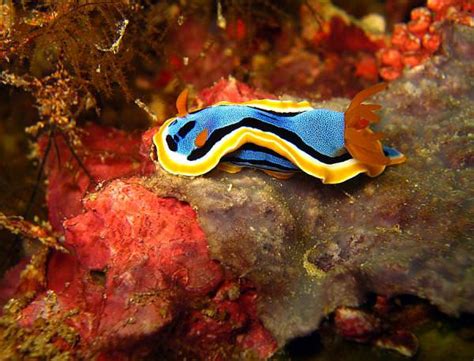 vibrant  vivid colors   sea snail nature babamail