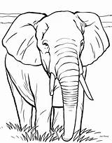 Elephant Coloring Pages Kids Color Book Drawing Print Animal African Disney Colouring Face Drawings Adults Pic sketch template